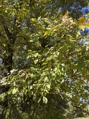 Carya texana