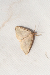 Macaria evagaria