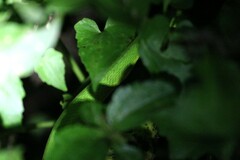 Trimeresurus albolabris