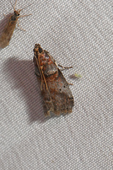 Acrobasis angusella