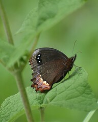 Gyrocheilus patrobas