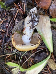 Phlegmacium variosimile