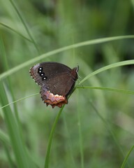 Gyrocheilus patrobas