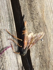 Urocerus flavicornis