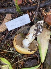 Phlegmacium variosimile