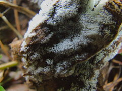 Ceratiomyxa fruticulosa