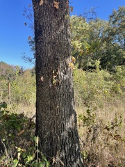 Carya texana