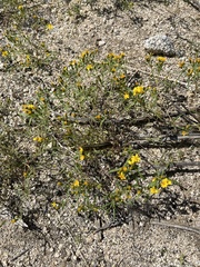 Pectis papposa papposa