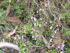 Stylidium debile