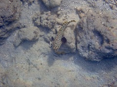 Epinephelidae