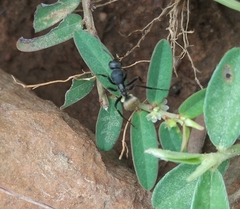 Camponotus sericeus