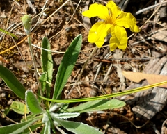 Goodenia willisiana