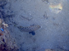Epinephelidae