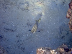 Epinephelidae