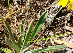 Goodenia willisiana