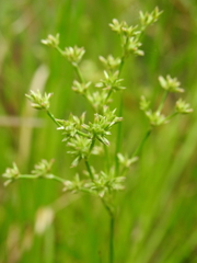 Juncus prismatocarpus