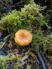 Chroogomphus tomentosus