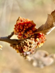 Burnettweldia corallina