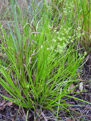 Juncus prismatocarpus