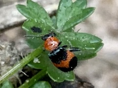 Dicranolaius cinctus