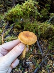 Chroogomphus tomentosus