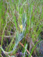 Philydrum lanuginosum