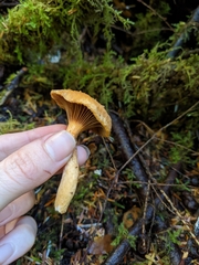 Chroogomphus tomentosus