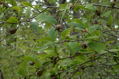 Crataegus germanica