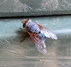 Calliphora dubia