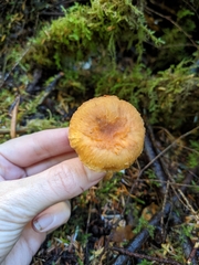 Chroogomphus tomentosus