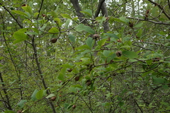 Crataegus germanica