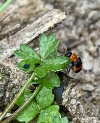 Dicranolaius cinctus