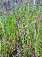 Philydrum lanuginosum