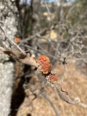 Burnettweldia corallina