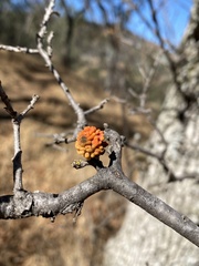 Burnettweldia corallina