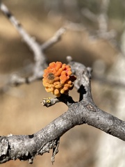 Burnettweldia corallina