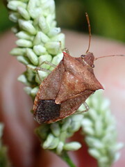 Euschistus variolarius