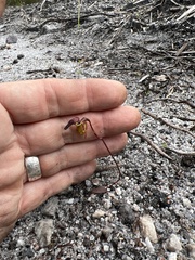 Caleana nigrita