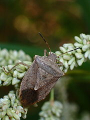 Euschistus variolarius