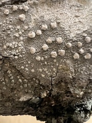 Pertusaria