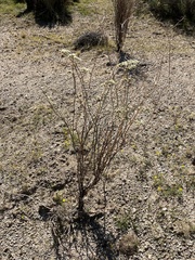 Eriogonum plumatella
