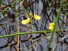 Utricularia aurea