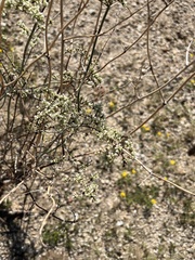 Eriogonum plumatella