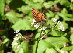 Boloria epithore