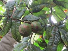 Alfaroa hondurensis