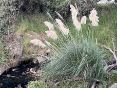 Cortaderia selloana