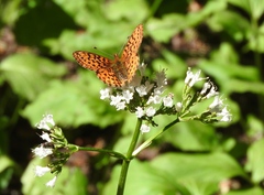 Boloria epithore