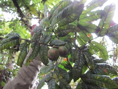 Alfaroa hondurensis