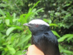 Pseudopipra pipra