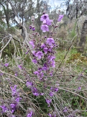 Prostanthera